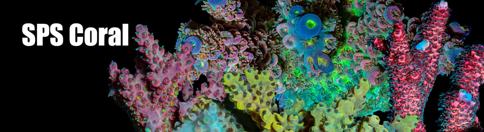 SPS Corals - riptide aquaculture llc
