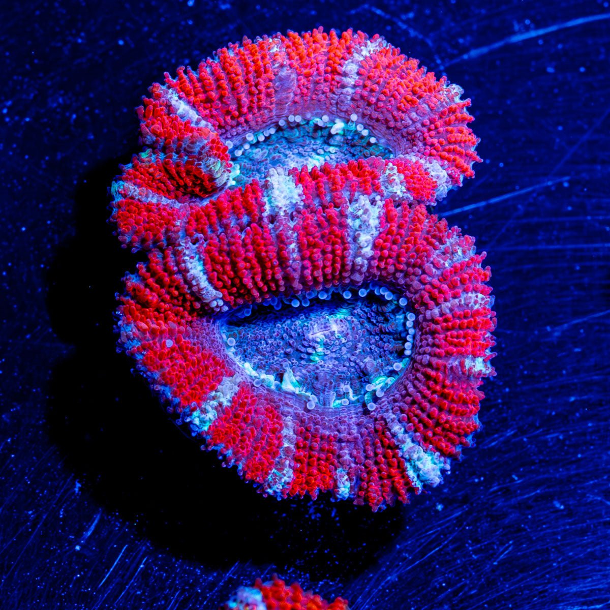 Red Acan/ Micromussa - riptide aquaculture llc