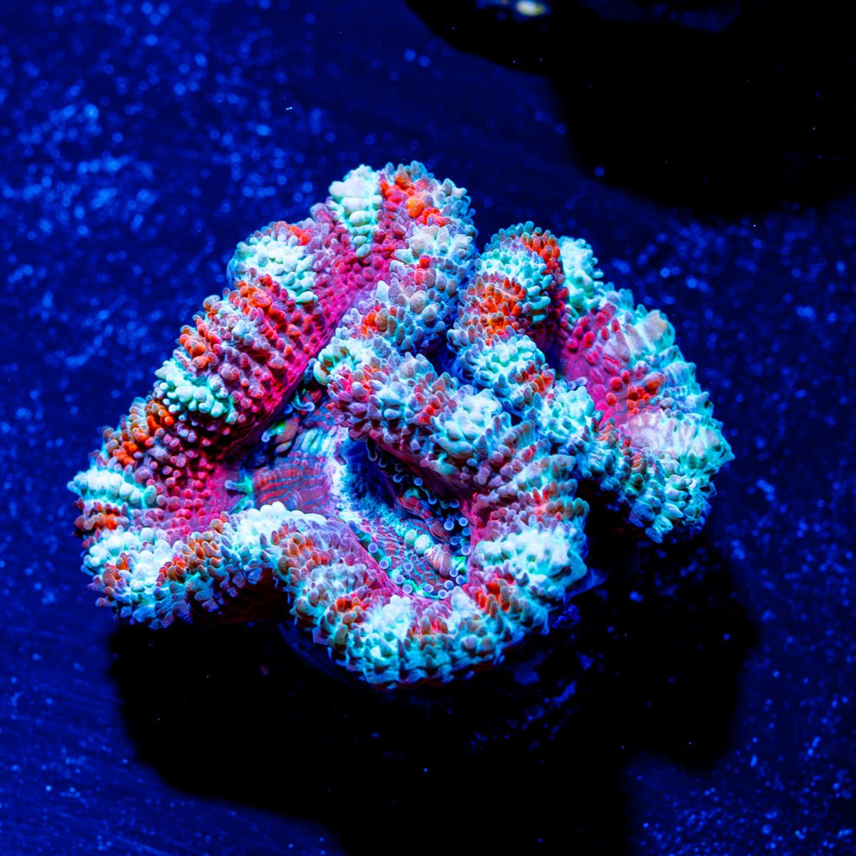 Teal Acan Micromussa - riptide aquaculture llc