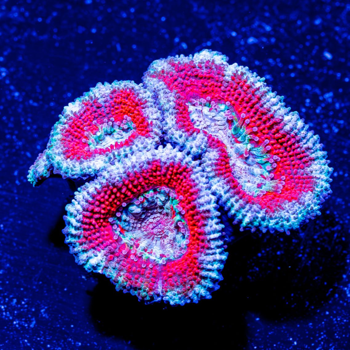 Teal Acan Micromussa - riptide aquaculture llc