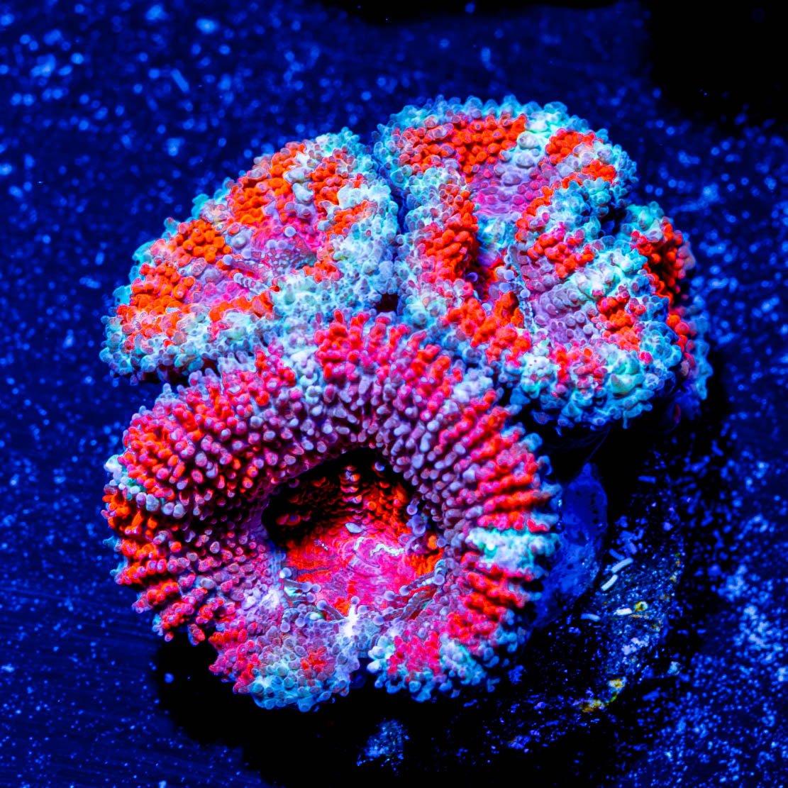 Teal Acan Micromussa - riptide aquaculture llc