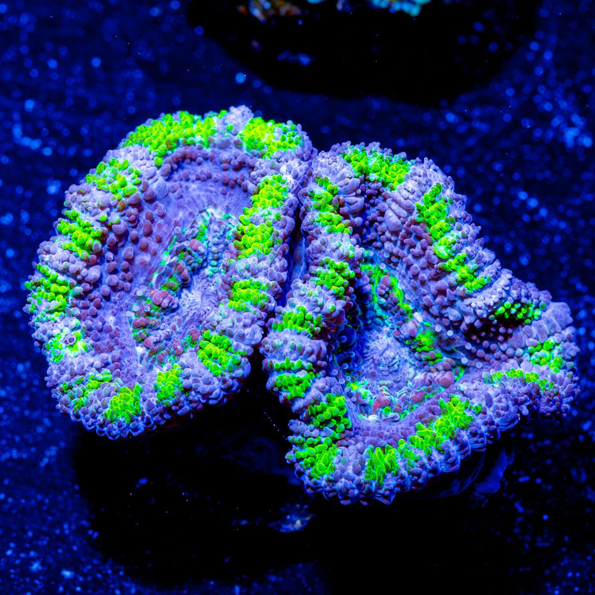 Mean Green Acan Micromussa - riptide aquaculture llc