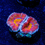 Orange Red Acan Micromussa - riptide aquaculture llc