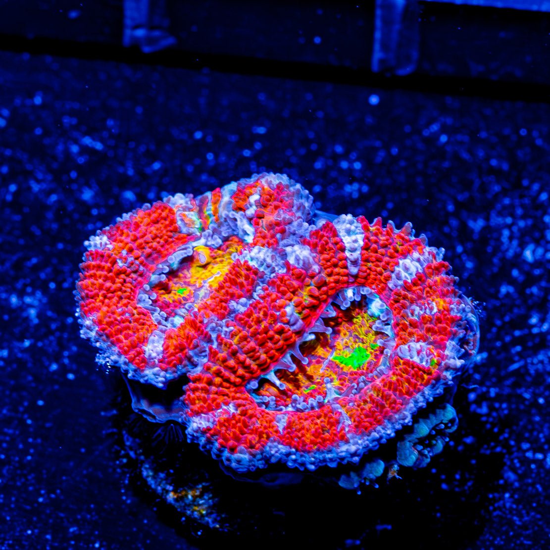 Orange Red Acan Micromussa - riptide aquaculture llc