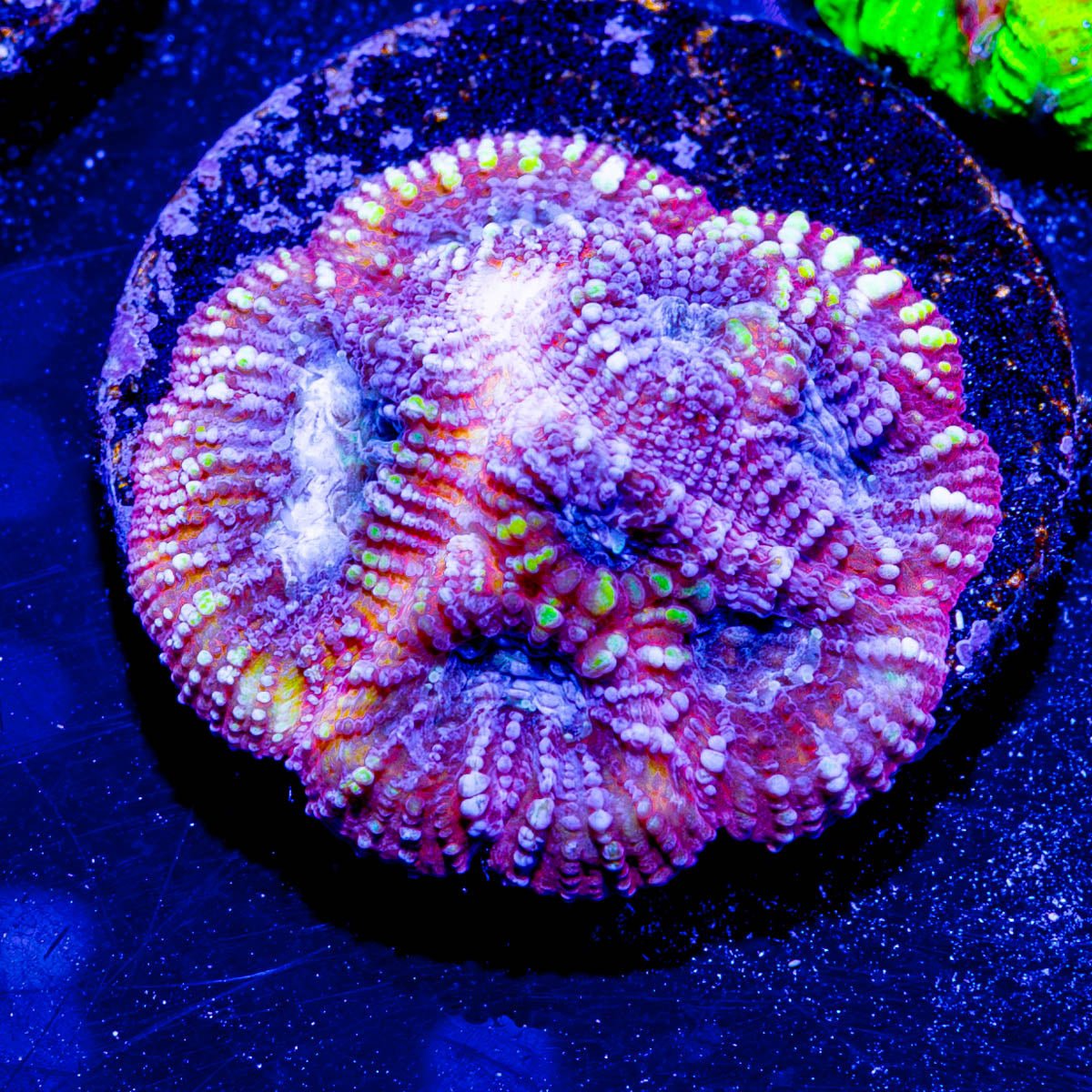 Dumbo Favia - riptide aquaculture llc