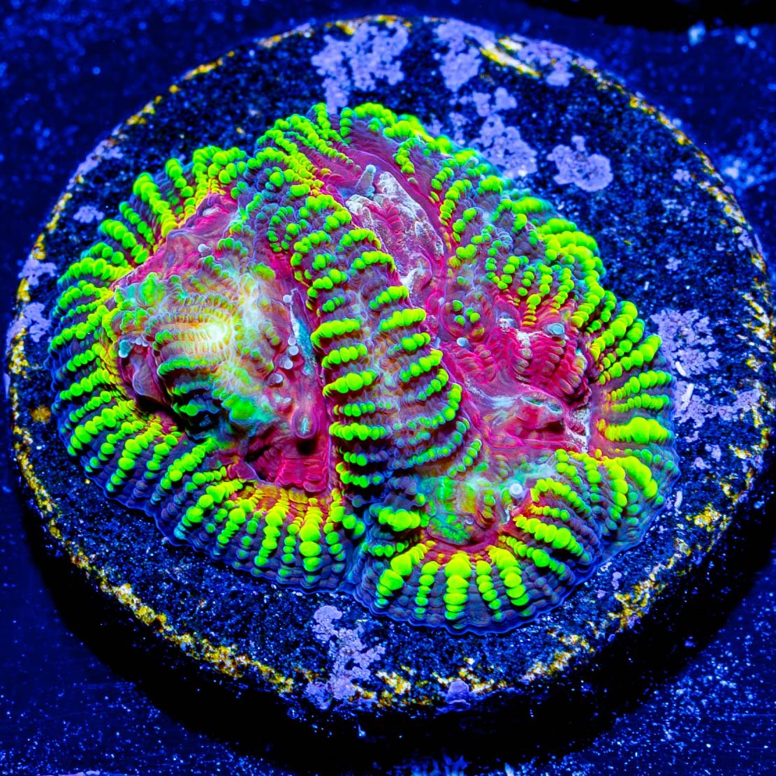 Hypnotic Favia - riptide aquaculture llc