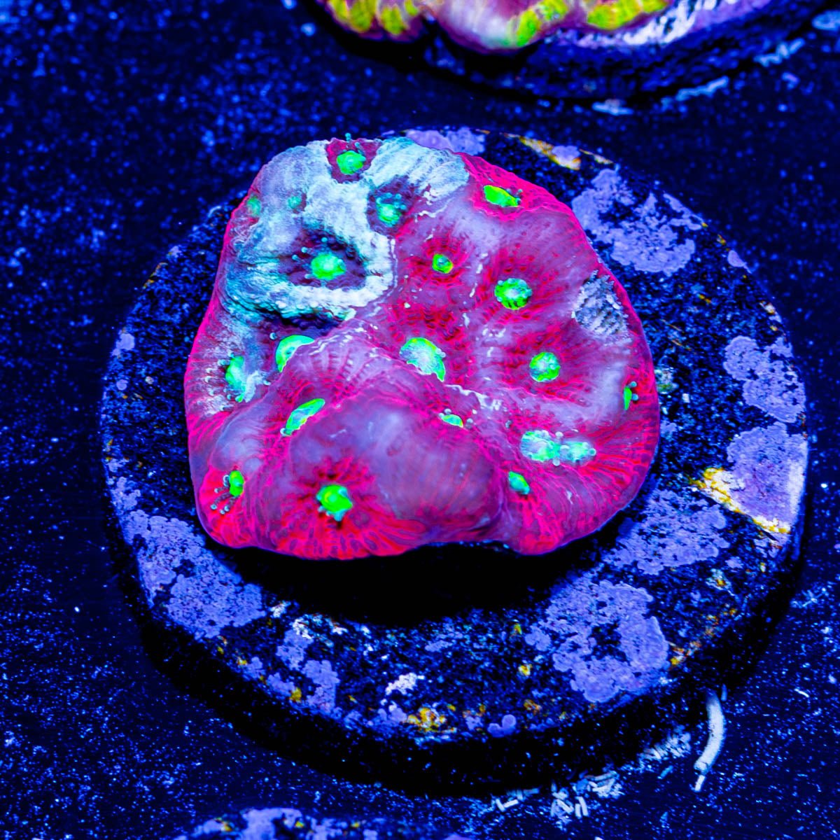 Achillez War Coral - riptide aquaculture llc