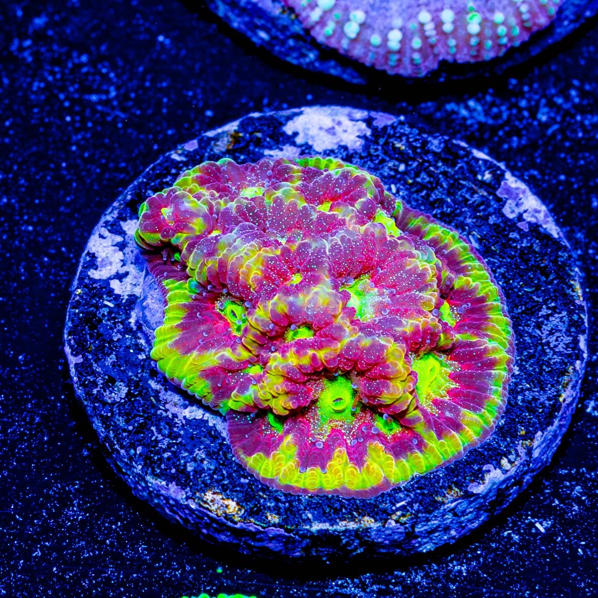 Conflict Diamond Favia - riptide aquaculture llc