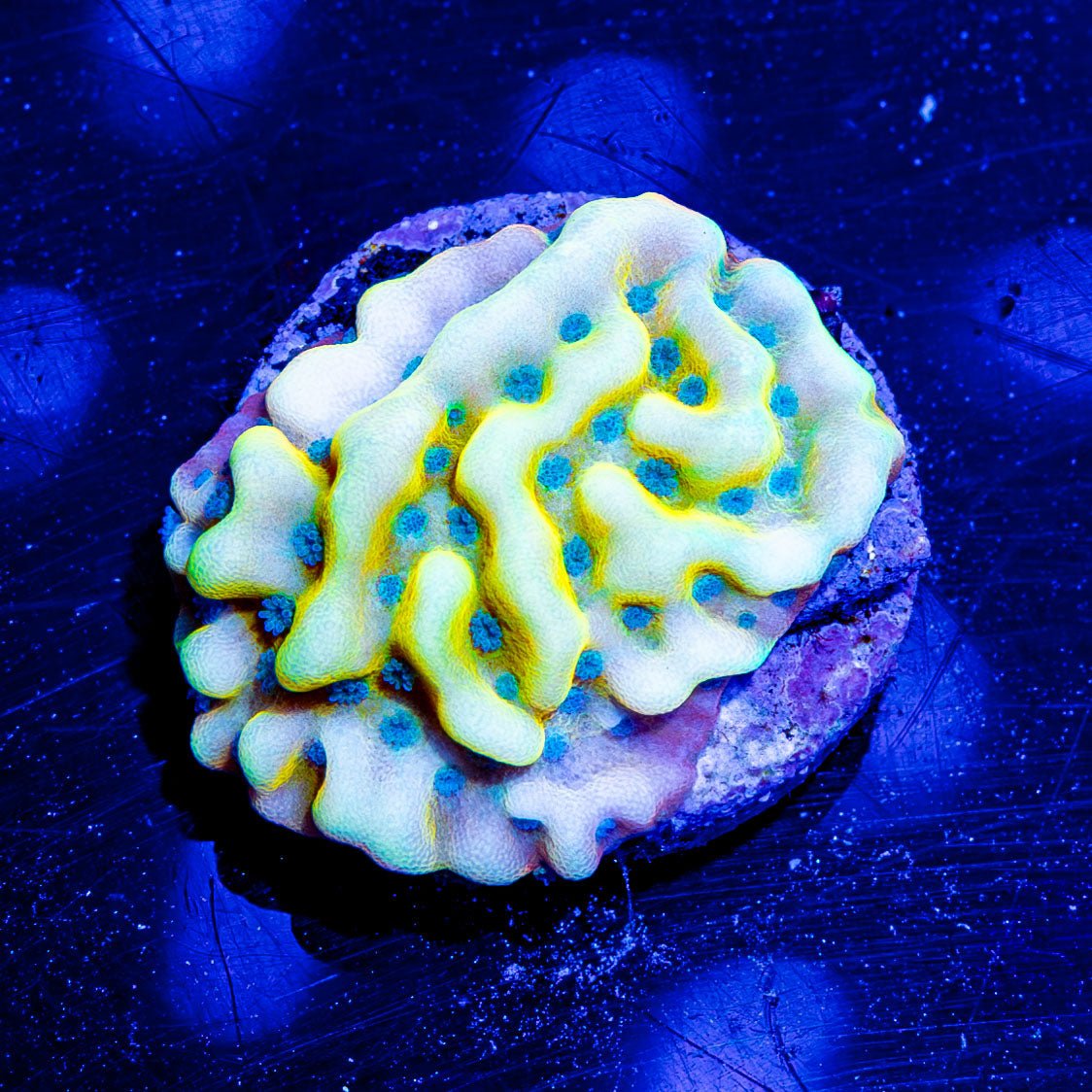 Beach Bum Montipora - riptide aquaculture llc