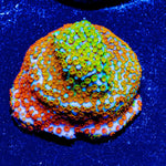 Rainbow Montipora - riptide aquaculture llc