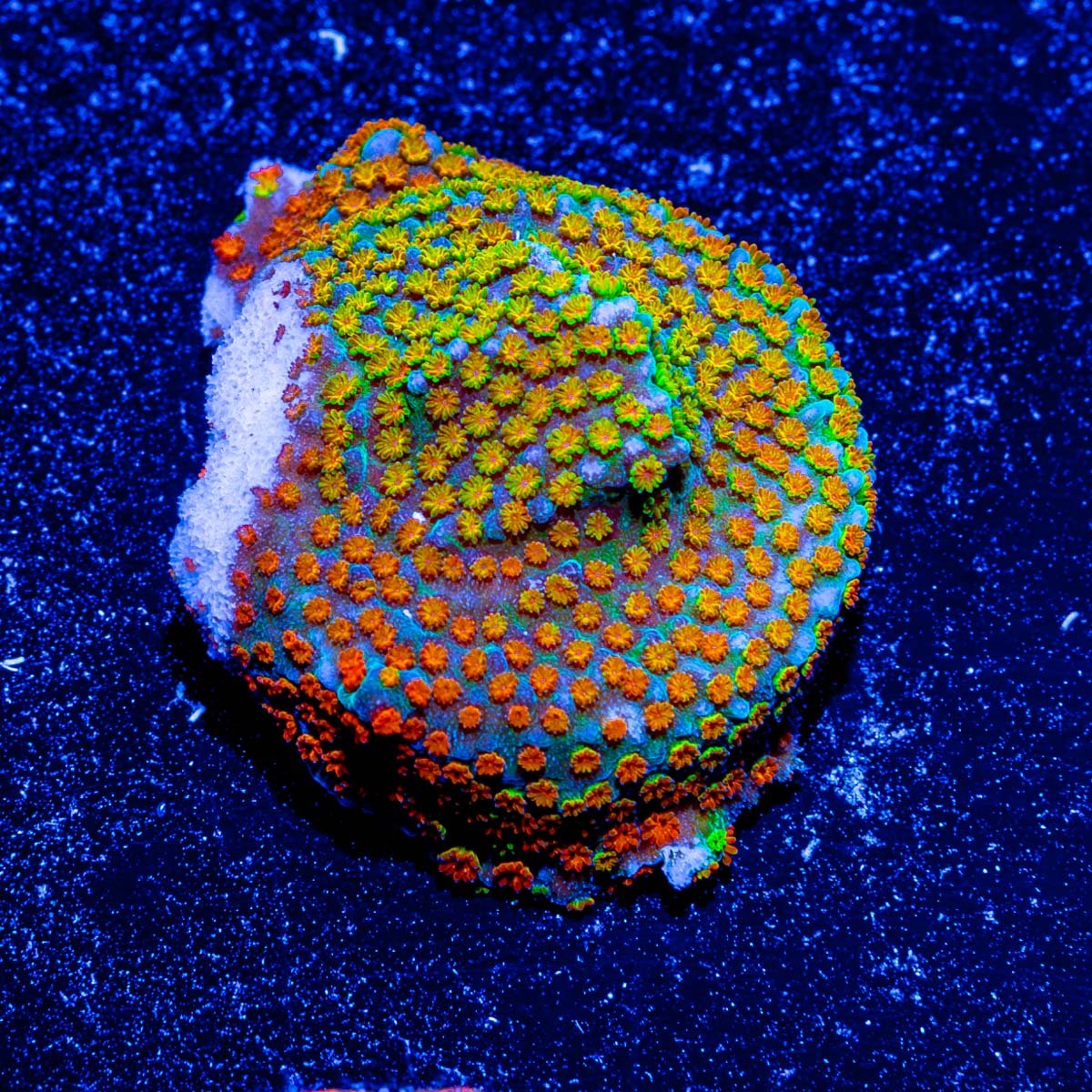 Rainbow Montipora - riptide aquaculture llc