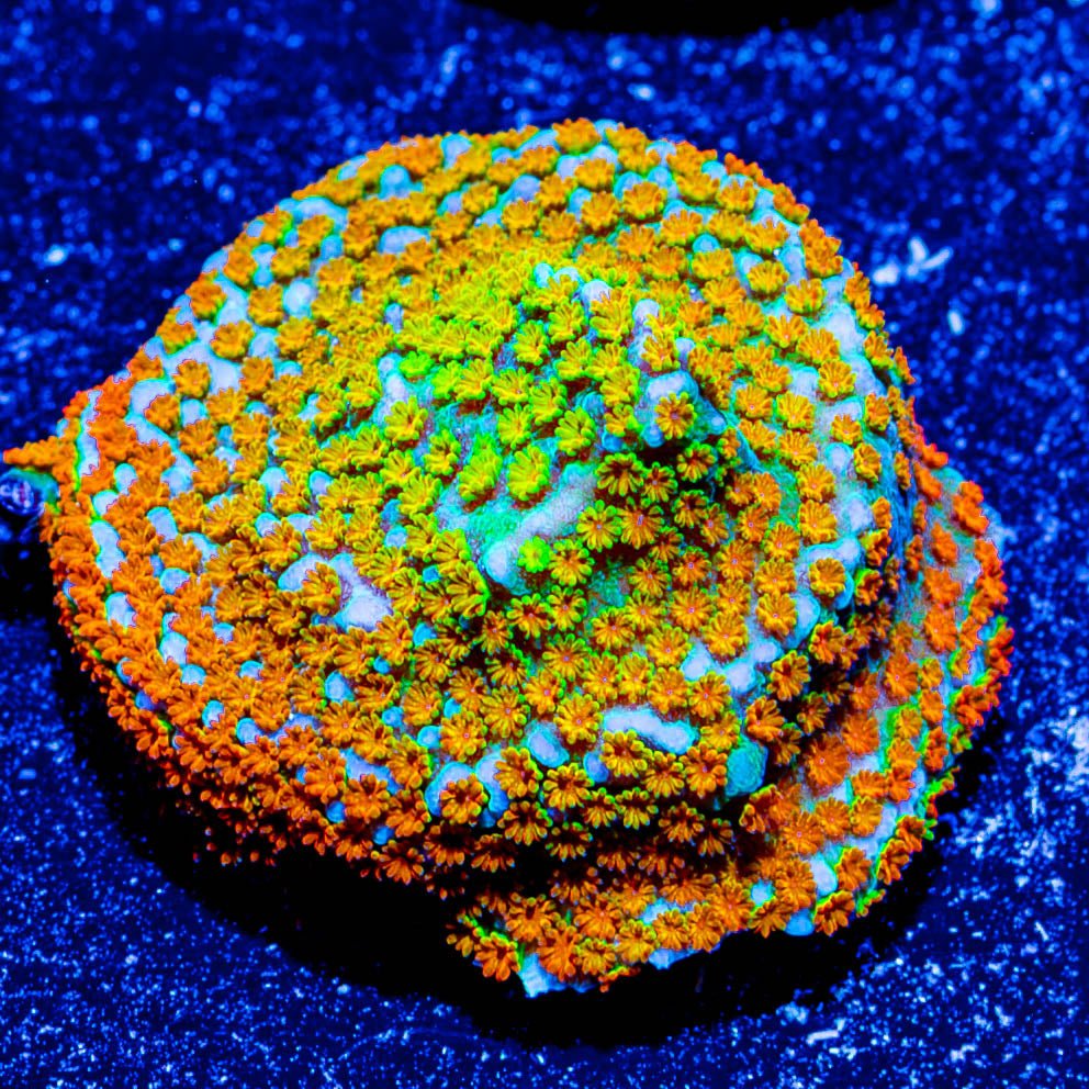 Rainbow Montipora - riptide aquaculture llc