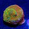 Rainbow Montipora - riptide aquaculture llc