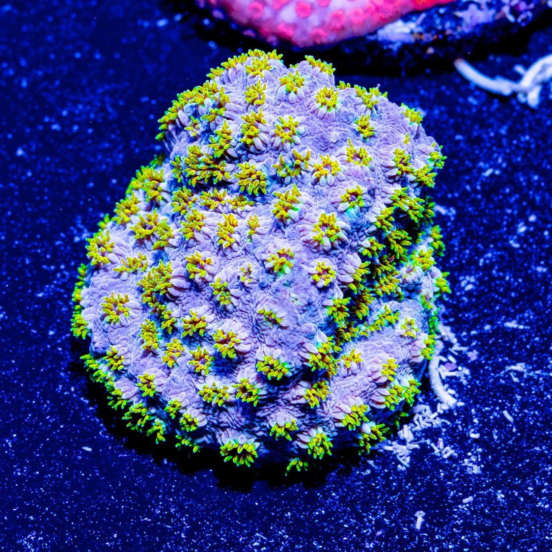 Starburst Cyphastrea - riptide aquaculture llc