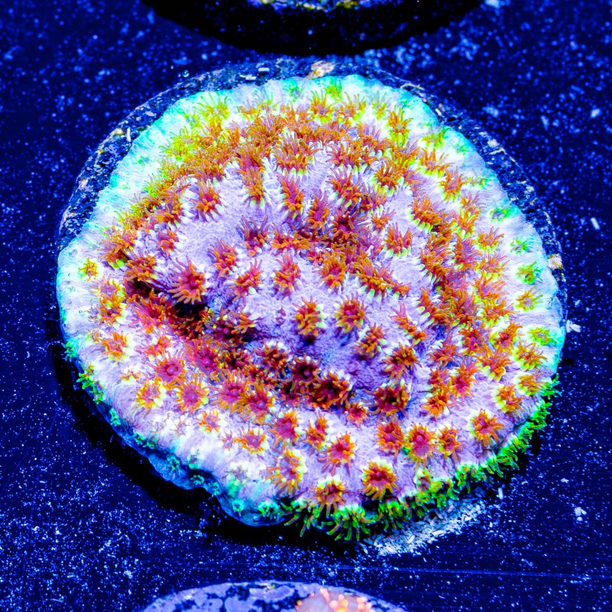 Skittles bomb Cyphastrea - riptide aquaculture llc