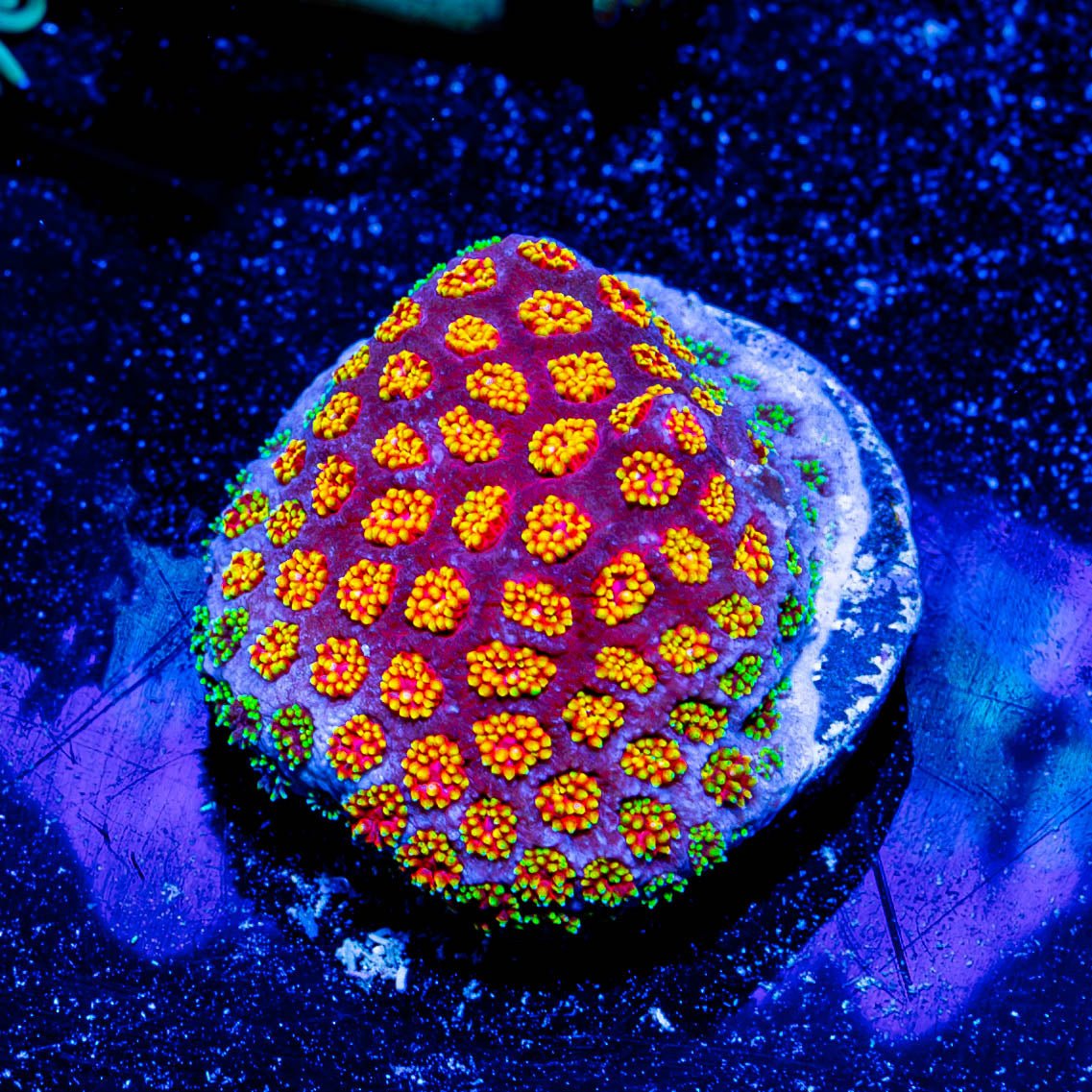 Rainbow Bernardpora - riptide aquaculture llc