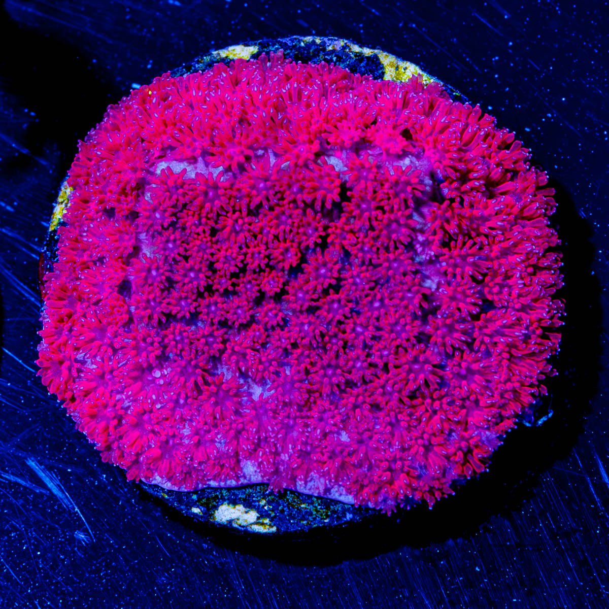 Ruby Red Goniopora - riptide aquaculture llc