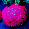 Ruby Red Goniopora - riptide aquaculture llc