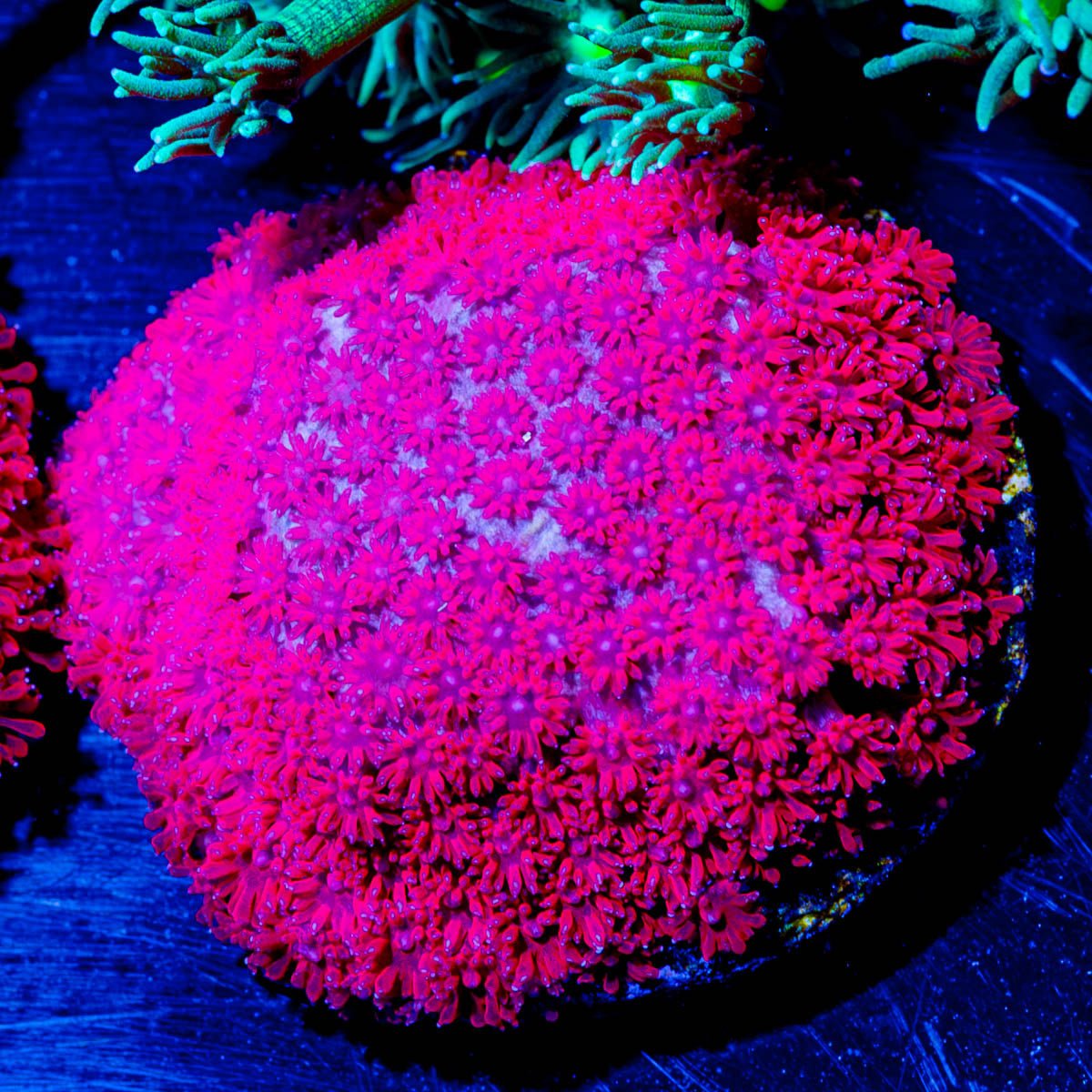 Ruby Red Goniopora - riptide aquaculture llc