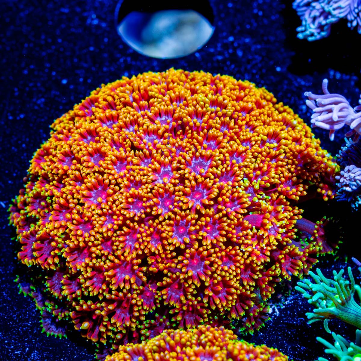 Rainbow Bernardpora - riptide aquaculture llc