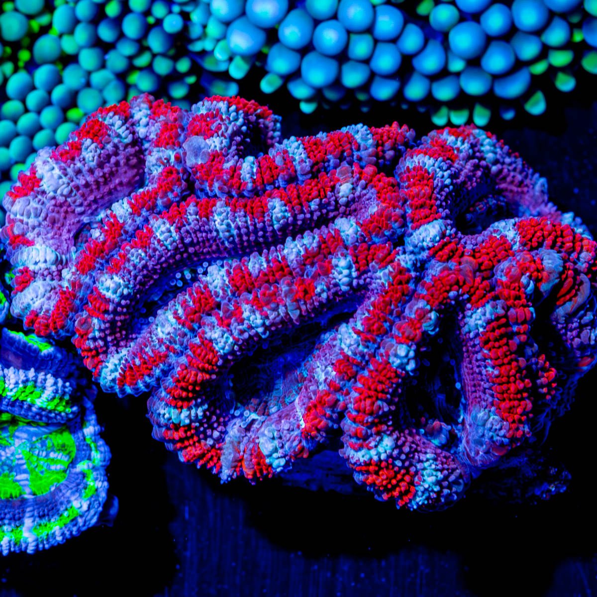 Chunky Red Acan Micromussa - riptide aquaculture llc