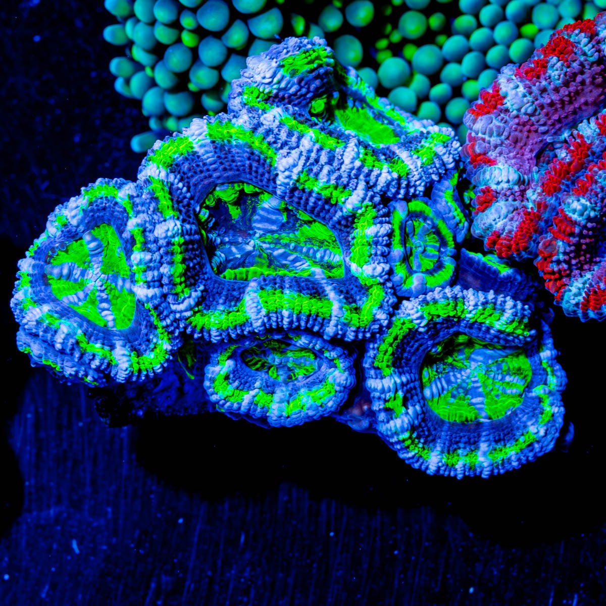 Chunky Tie - dye Green Acan Micromussa - riptide aquaculture llc