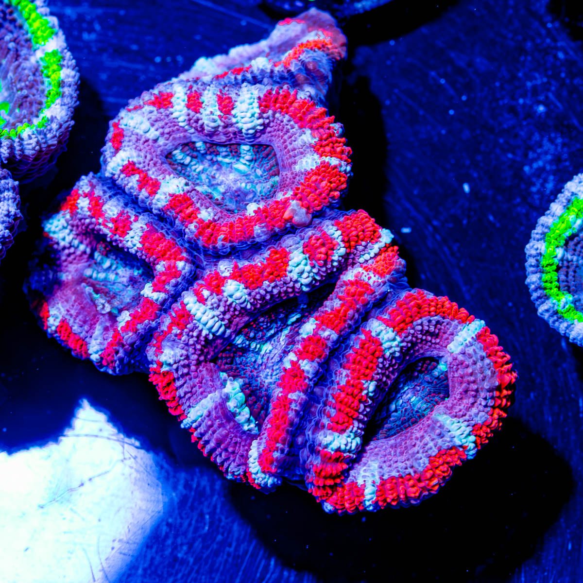 Chunky Red Acan Micromussa - riptide aquaculture llc