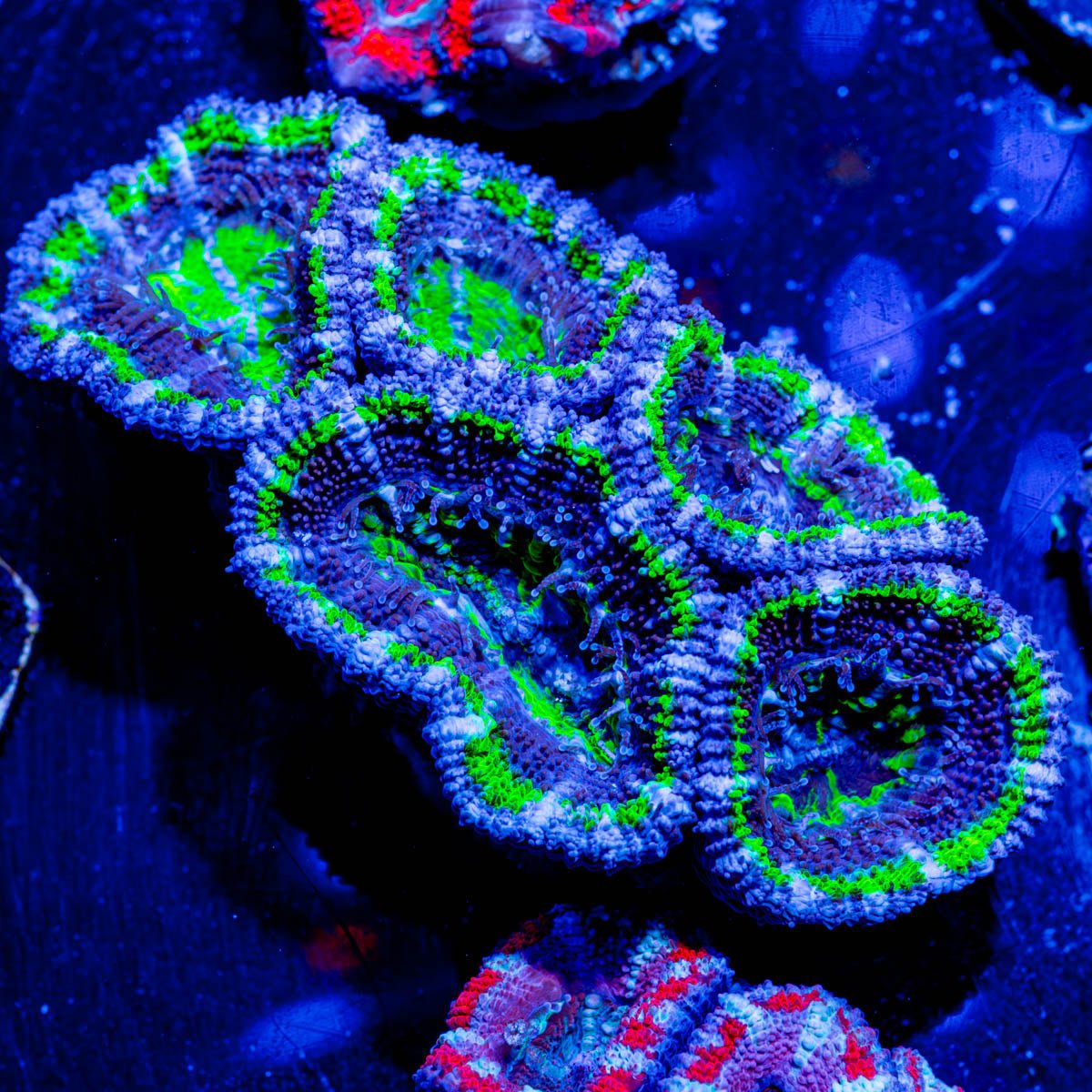 Chunky Tie - dye Green Acan Micromussa - riptide aquaculture llc