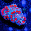 Red Teal Acan Micromussa - riptide aquaculture llc