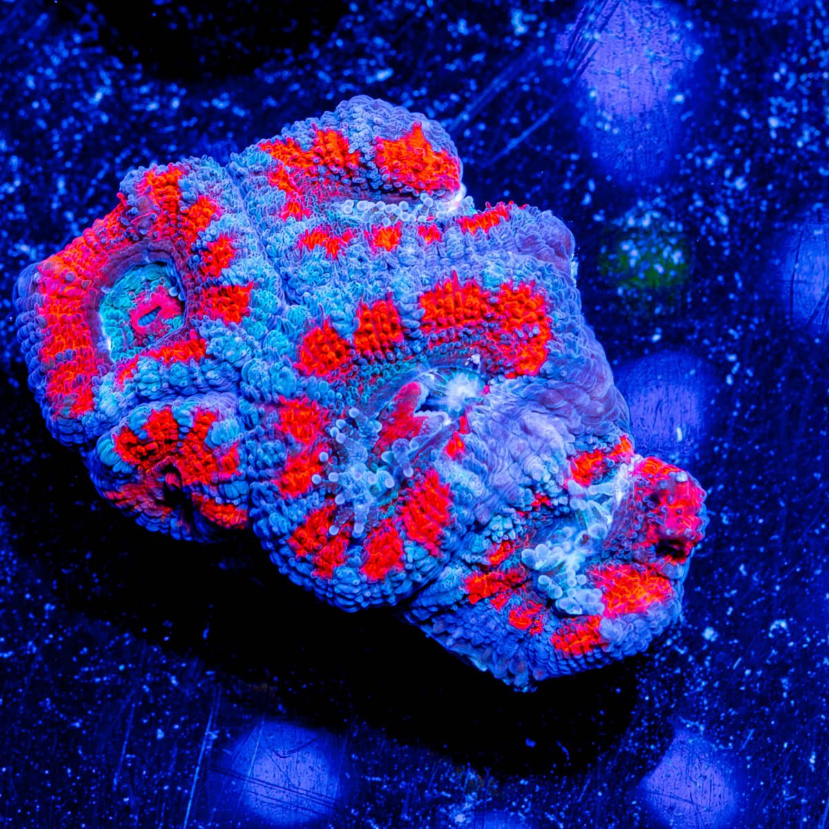 Red Teal Acan Micromussa - riptide aquaculture llc