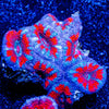 Red Teal Acan Micromussa - riptide aquaculture llc