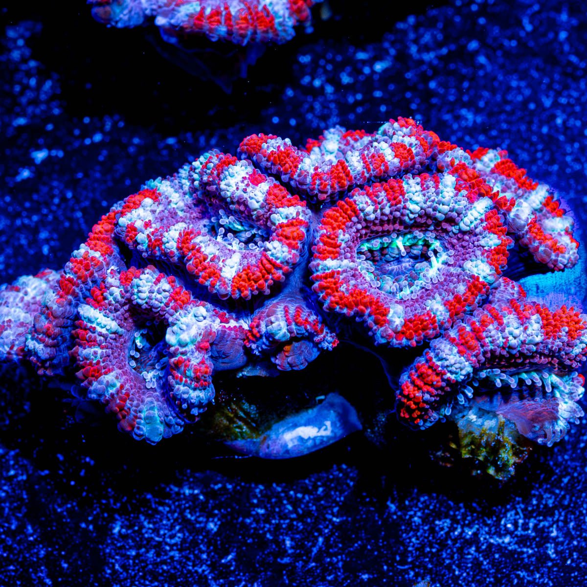 Chunky Red Acan Micromussa - riptide aquaculture llc