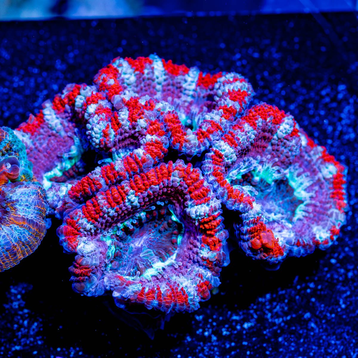 Chunky Red Acan Micromussa - riptide aquaculture llc