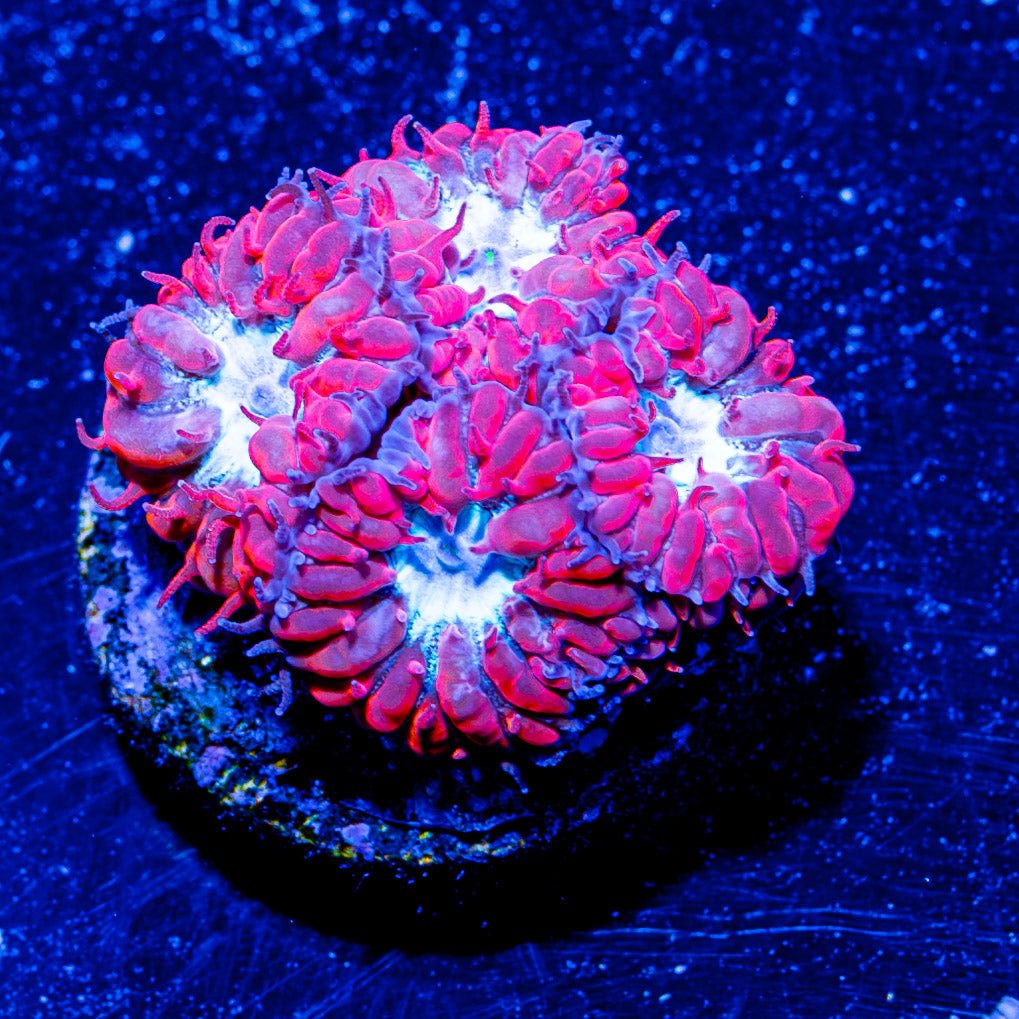 UC Blue Raven Blasto - riptide aquaculture llc