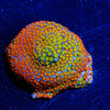 Rainbow Montipora - riptide aquaculture llc