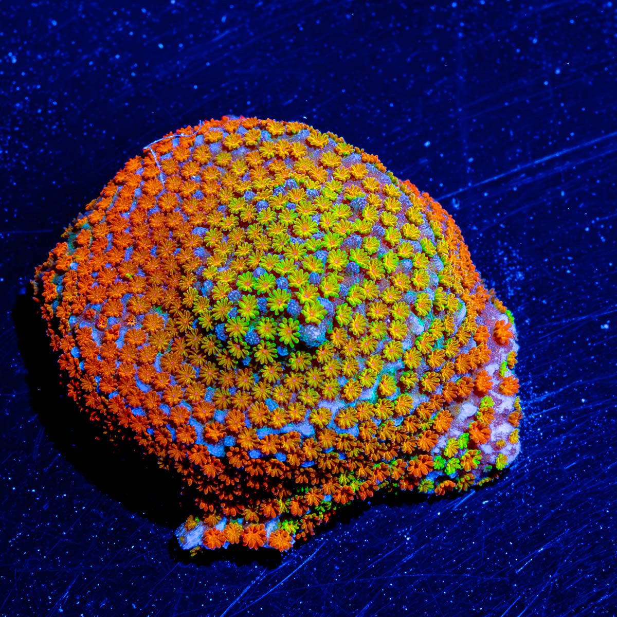 Rainbow Montipora - riptide aquaculture llc