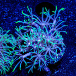 Teal Star Polyps - riptide aquaculture llc