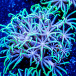 Teal Star Polyps - riptide aquaculture llc