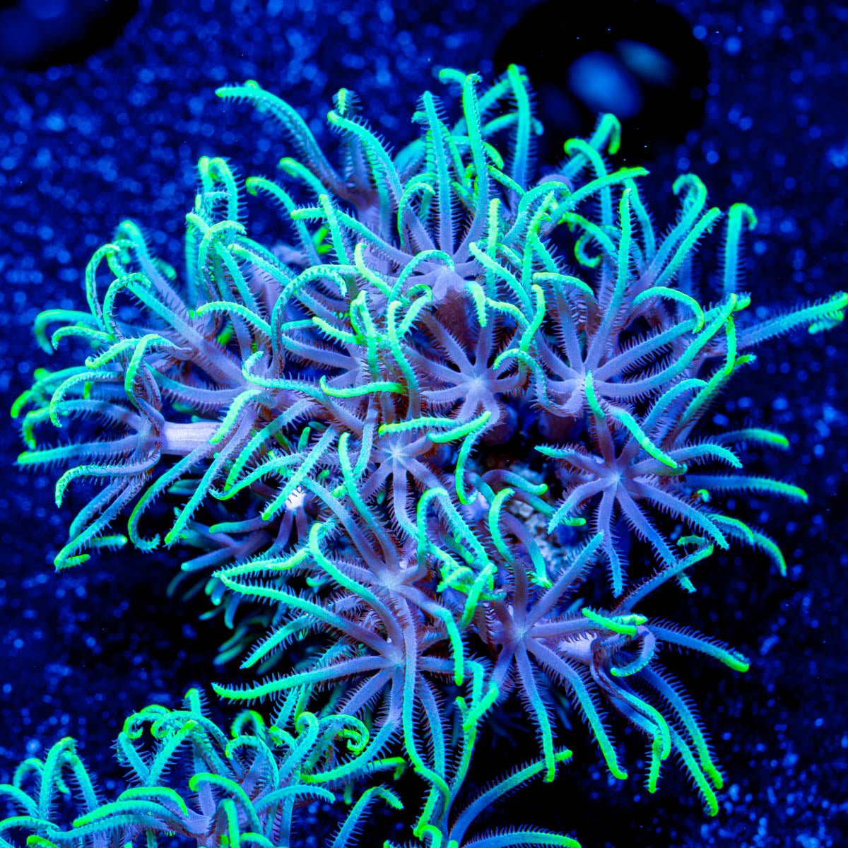 Teal Star Polyps - riptide aquaculture llc