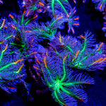 ARC FireWork Clove Polyps - riptide aquaculture llc