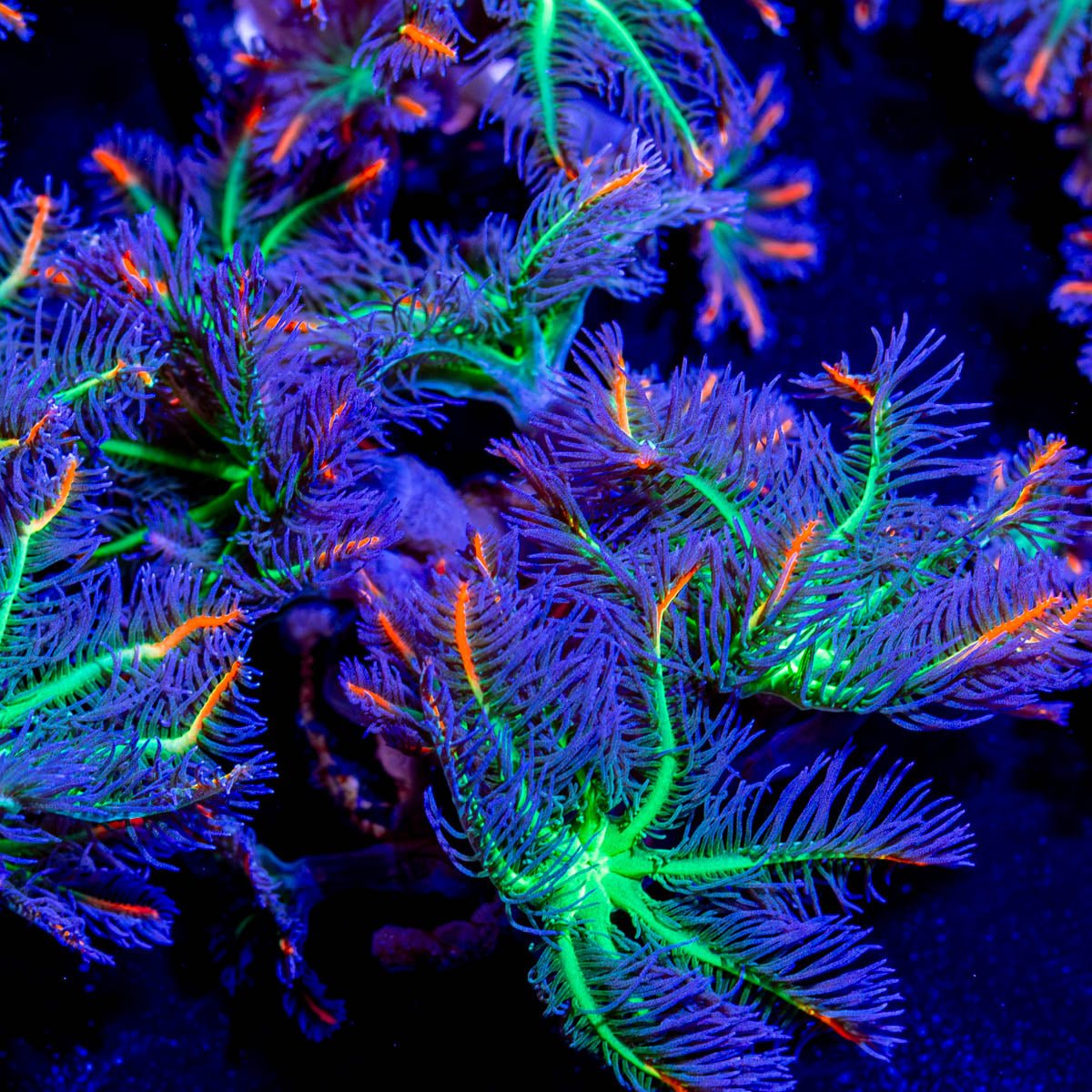 ARC FireWork Clove Polyps - riptide aquaculture llc