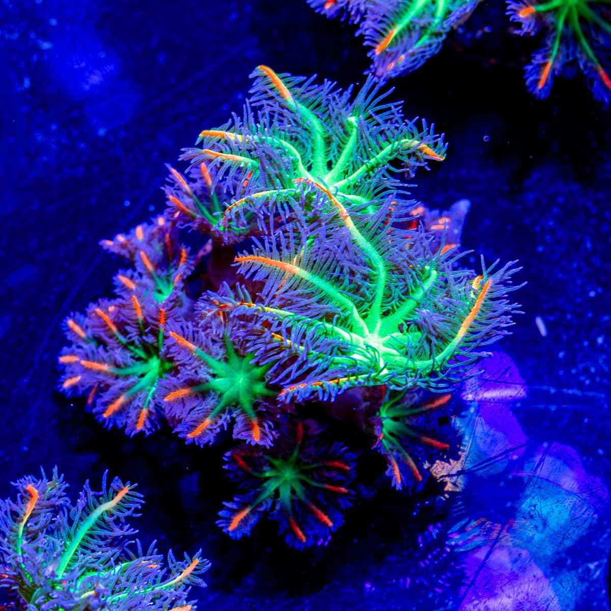 ARC FireWork Clove Polyps - riptide aquaculture llc