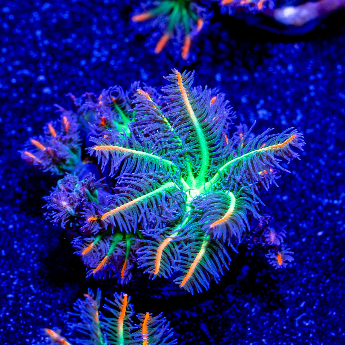 ARC FireWork Clove Polyps - riptide aquaculture llc