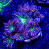 ARC FireWork Clove Polyps - riptide aquaculture llc