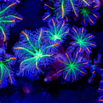 ARC FireWork Clove Polyps - riptide aquaculture llc