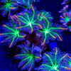 ARC FireWork Clove Polyps - riptide aquaculture llc