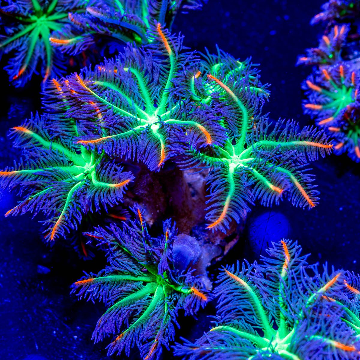 ARC FireWork Clove Polyps - riptide aquaculture llc