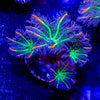 ARC FireWork Clove Polyps - riptide aquaculture llc