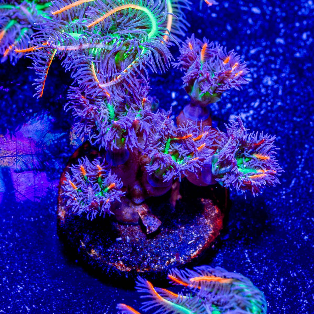 ARC FireWork Clove Polyps - riptide aquaculture llc