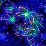 ARC FireWork Clove Polyps - riptide aquaculture llc